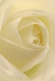 Drawn into the delicate core of this cream-white rose, one feels enveloped in its gentle embrace-as if nestled within the petals themselves on a quiet Woking morning. The rose's spiraling layers unfurl in a soft cascade, each petal whisper-light and luminous, reminiscent of mist above the Basingstoke Canal. Velvet textures invite imagination to skim their cool surface, while subtle shadows twist among the ivory folds, infusing visual depth and a hint of gentle drama. The overall mood is serene and contemplative, echoing the peace that lingers in local gardens at sunrise or thoughtful moments shared near The Living Planet Centre. This bloom becomes more than a flower; it is a living gesture-ideal for expressing sympathy, admiration, or marking a new beginning. An understated sweetness seems to drift from the petals, clean and soothing, infusing the space with warmth. Through the close-up perspective, every nuanced detail is brought forth, celebrating both nature's artistry and the masterful touch of local Woking florists who select each rose with heartfelt intention for life's most meaningful moments.